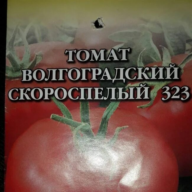 Томат волгоградский скороспелый урожайность. Томат Волгоградский 323. Волгоградский скороспелый 323. Томат сорт Волгоградский скороспелый. Сорта помидоров Волгоградский скороспелый 323.