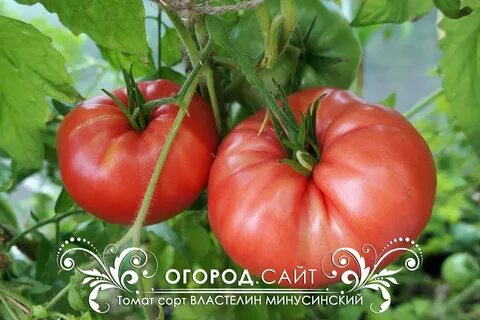 Описание томата властелин минусинский