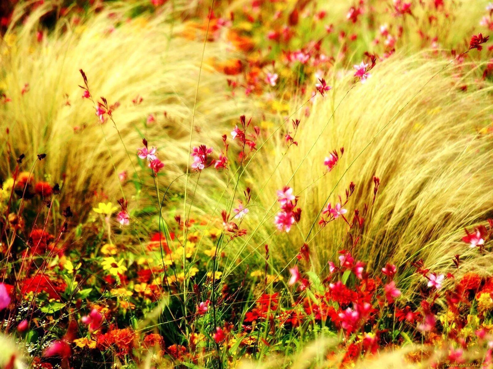 Красивый луг. Летние травы. Полевые цветы. Красивый луг с цветами. Трава красиво пестрела распустившимися недавно цветами