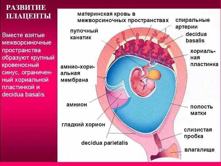 Плацента на какой неделе. Формирование плаценты у человека. Строение плода и плаценты. Формирование плаценты завершается к. Сроки формирования плаценты.