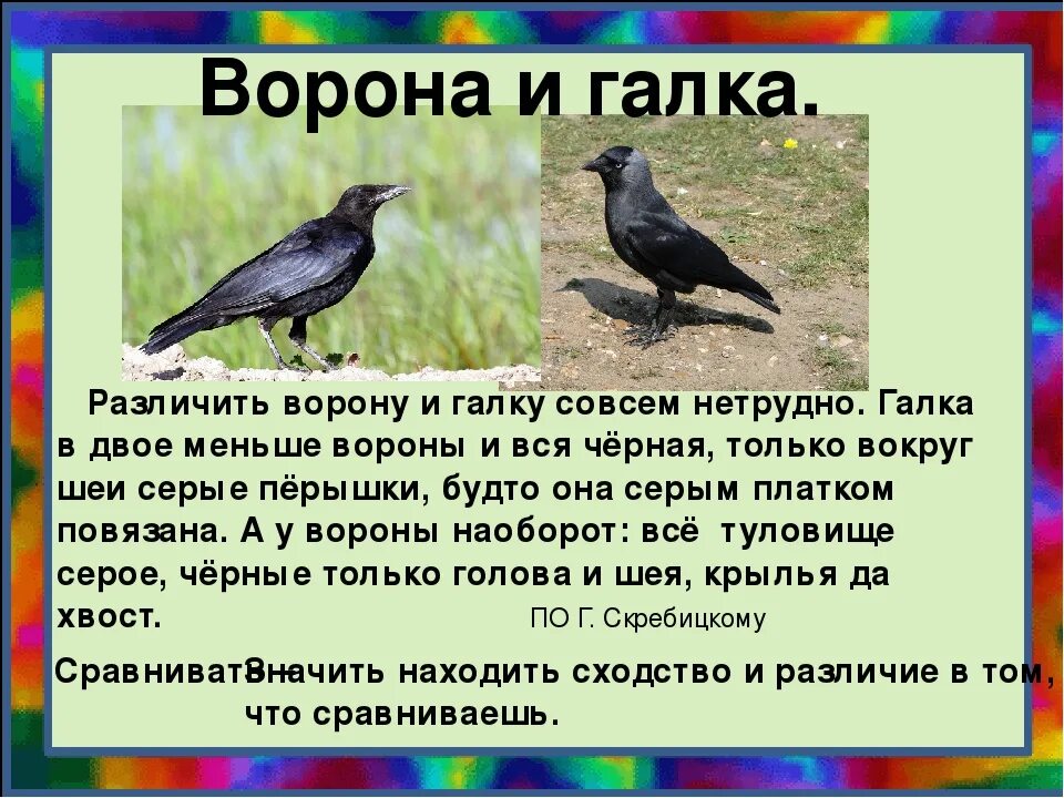 Сравнение 2 птиц. Ворон Грач Галка отличия. Галка и ворона. Сравнение вороны и галки. Ворон Грач Галка.