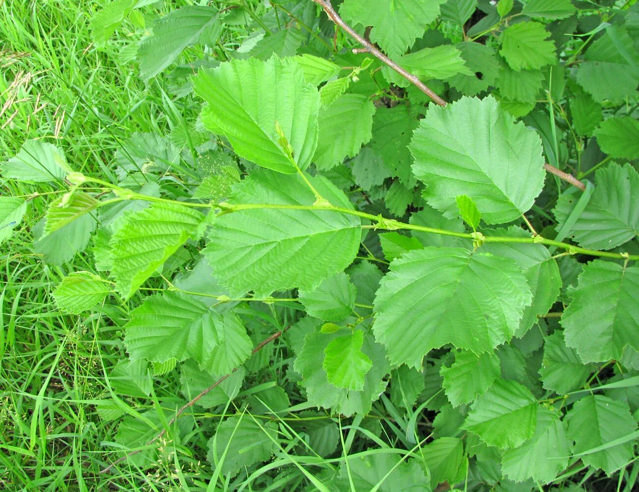 Ольха волосистая. Ольха пушистая (Alnus hirsuta). Ольха серая побег. Ольха габитус.