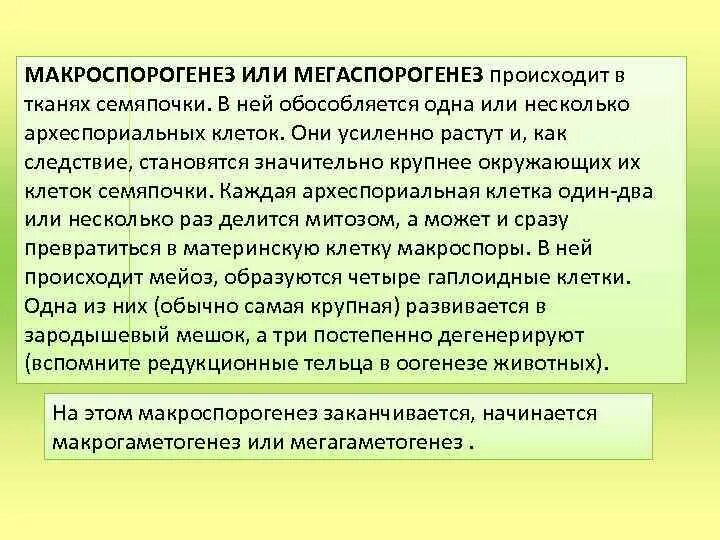 Макроспора это. Мегаспорогенез и макроспорогенез. Макроспорогенез покрытосеменных. Этапы мегаспорогенеза. Микро и макроспорогенез покрытосеменных растений.