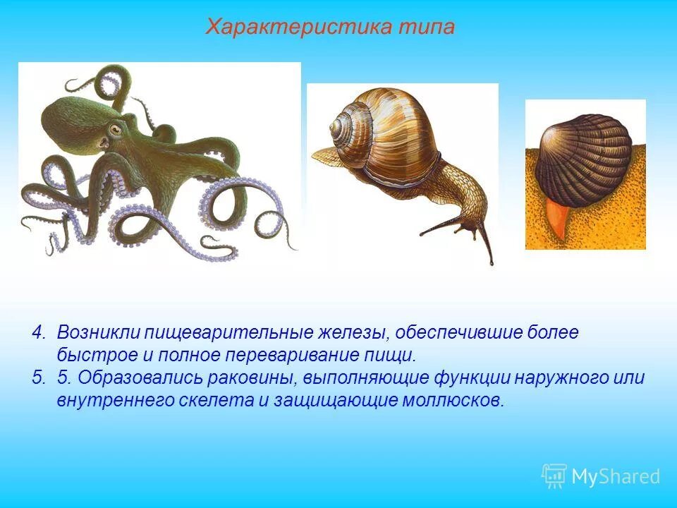Раковина выполняет функцию. Основные ароморфозы моллюсков. Ароморфозы брюхоногих моллюсков. Ароморфозы типа моллюски. Ароморфозы двустворчатых моллюсков.