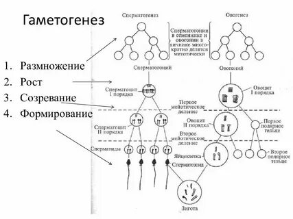 Процессы стадии гаметогенеза