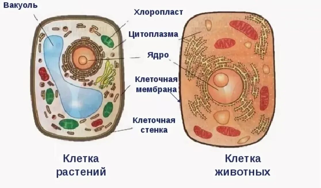 Какой основной компонент содержится в цитоплазме. Строение растительной и животной клетки 5 класс биология. Строение растительной и животной клетки 5 класс. Клетка растения и животного 5 класс биология. Строение растительной клетки и животной клетки 5 класс биология.