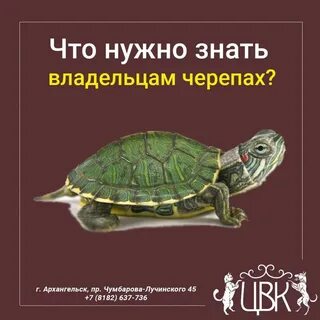 Черепашка станет