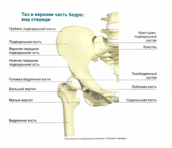 Берцовая и подвздошная кость. Вертлужная впадина тазобедренного сустава. Строение костей тазобедренного сустава. Тазобедренный сустав анатомия лонная кость. Строение тазобедренного сустава схема.