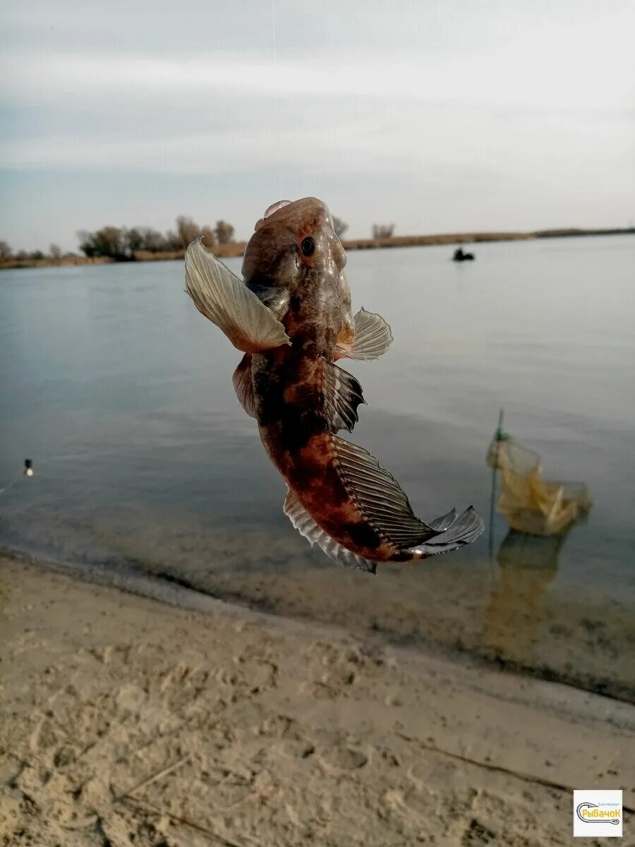 Бычок азовского моря. Азовский бычок. Бычки Азовского моря. Бычок рыба Азовское море. Ловля бычка на Азовском море.