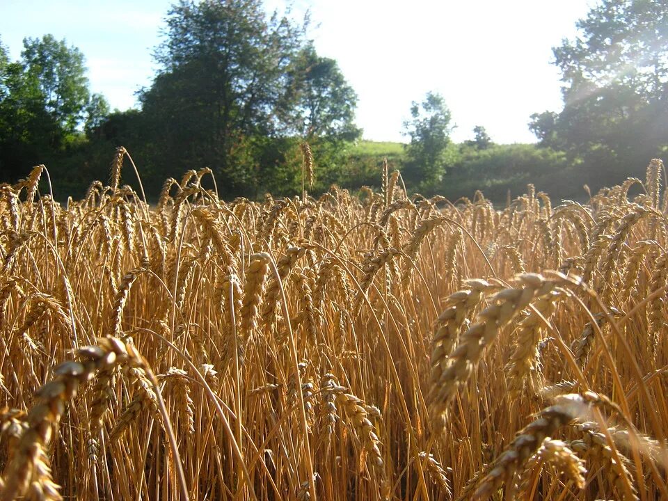 Поле пшеницы. Лето сельское хозяйство. Семена пшеницы. Пшеница колышется. Field 20