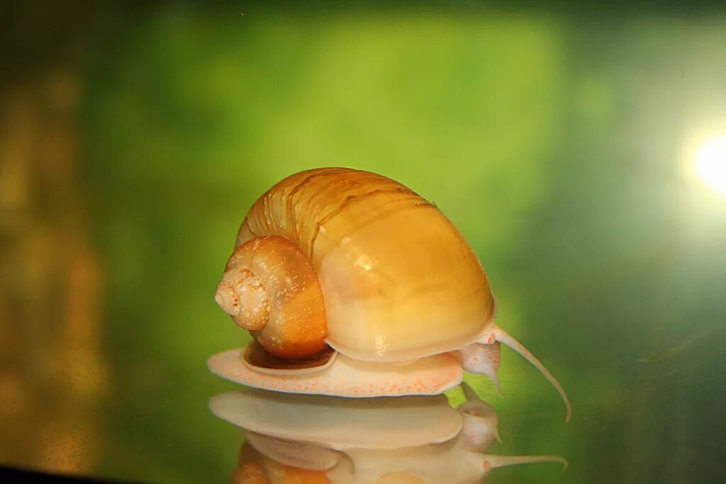 аквариумные улитки описание. аквариумные улитки описание. аквариумные улитки ампулярии. аквариумные улитки описание. улитка голиаф аквариумная.