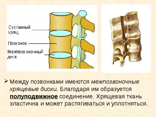 Межпозвоночные хрящевые диски. Хрящевые диски между позвонками. Хрящ межпозвоночного диска. Какую функцию выполняют хрящевые диски между позвонками. Полуподвижное соединение между