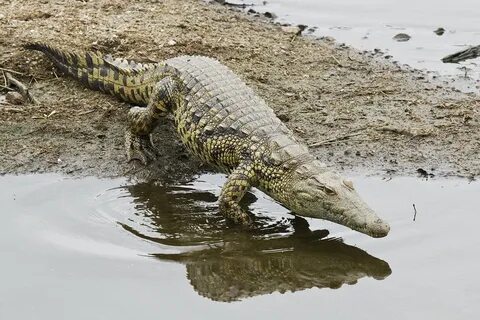 2x2 форматында порно секс мультфильмін қараңыз