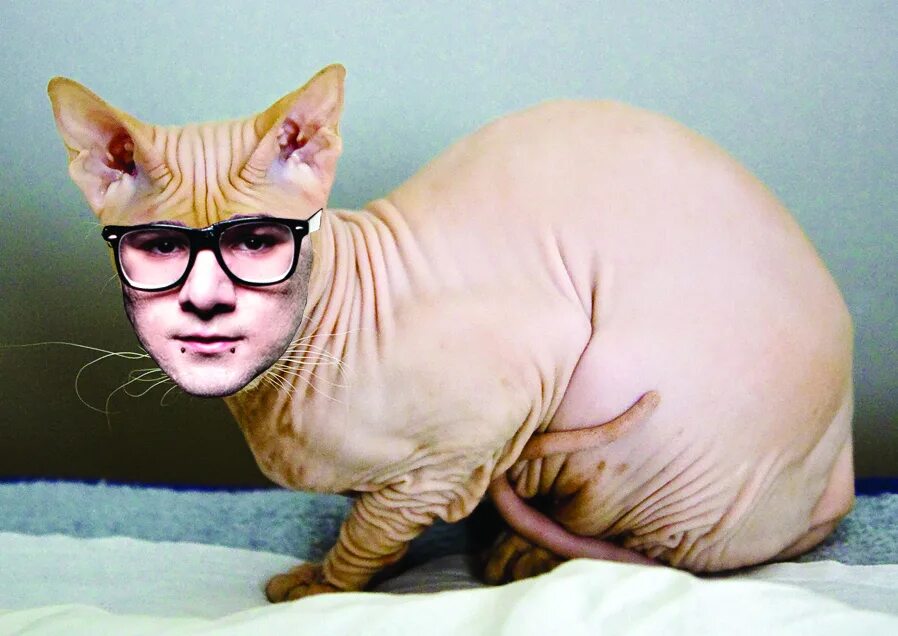 крым кошки сфинксы. сфинкс (порода кошек). карликовый о донской сфинкс. усы у сфинкса канадского. канадский сфинкс котята.