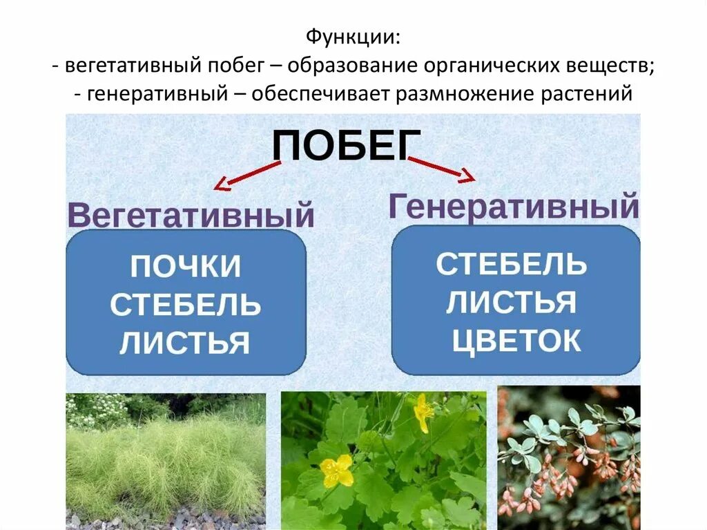 Генеративный ми вегетотивный побег. Вегетативные и генеративные побеги. Вегетвно-генеративный побег. Побег. Почка. Стебель вегетативная генеративная. Генеративное обучение