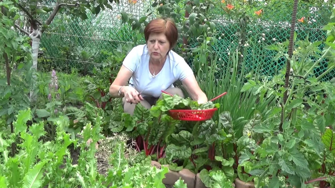 Как в сибири вырастить на даче. Мангольд на даче. шпинат как вырастить на огороде. шпинат на даче выращивание. огород где всё растёт с татьяной васильевой.