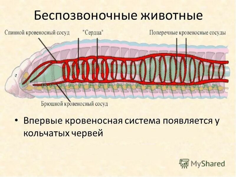 Параподии замкнутую кровеносную систему. Параподии замкнутую кровеносную систему