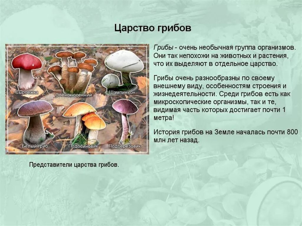 Особенности грибов в природе. Рассказ о царстве грибов. Грибы 5 класс биология конспект. Царство грибы 5 класс биология. Биология 5 класс 3.царство грибов.