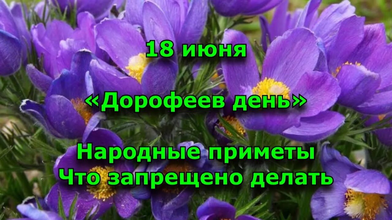 Дорофеев день народный праздник. 18 Июня праздник Дорофеев день. Дорофеев день сон трава. 18 Июня народный календарь.