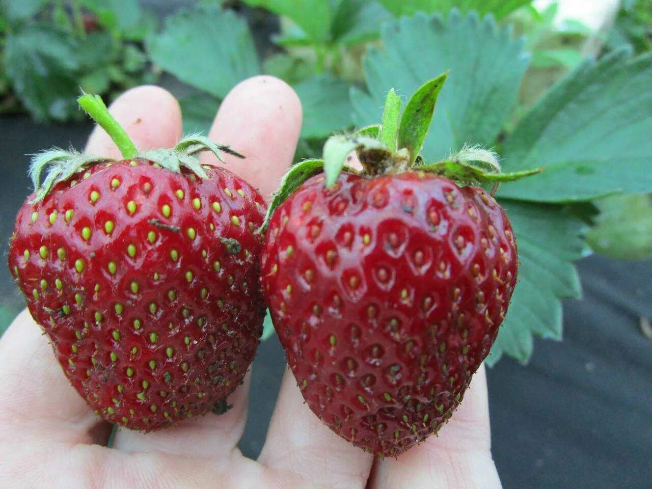 Fragaria × ananassa 'framberry Red Dream' - framberry Red Dream Fragaria × anana