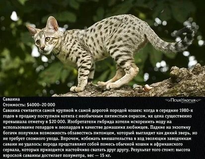 Топ 10 кошачьих