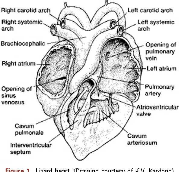 Камеры сердца ящерицы. Сердце ящерицы. Сердце ящерицы с подписями. Septum Atrium Синельников.