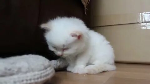 Белый котенок во сне