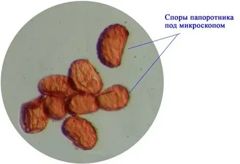 Споры нижний