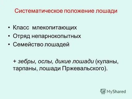 Систематическое положение волка
