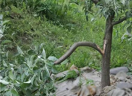 Сломали дерево что делать