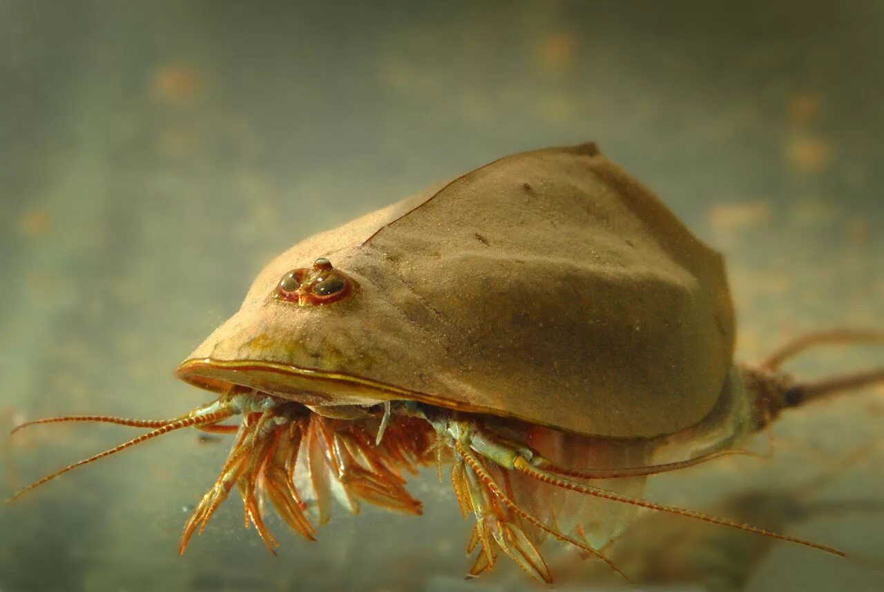 Краб дафния. Щитни ракообразные. Щитни Triops cancriformis. Щитник Триопс. Рачки-щитни Triops.