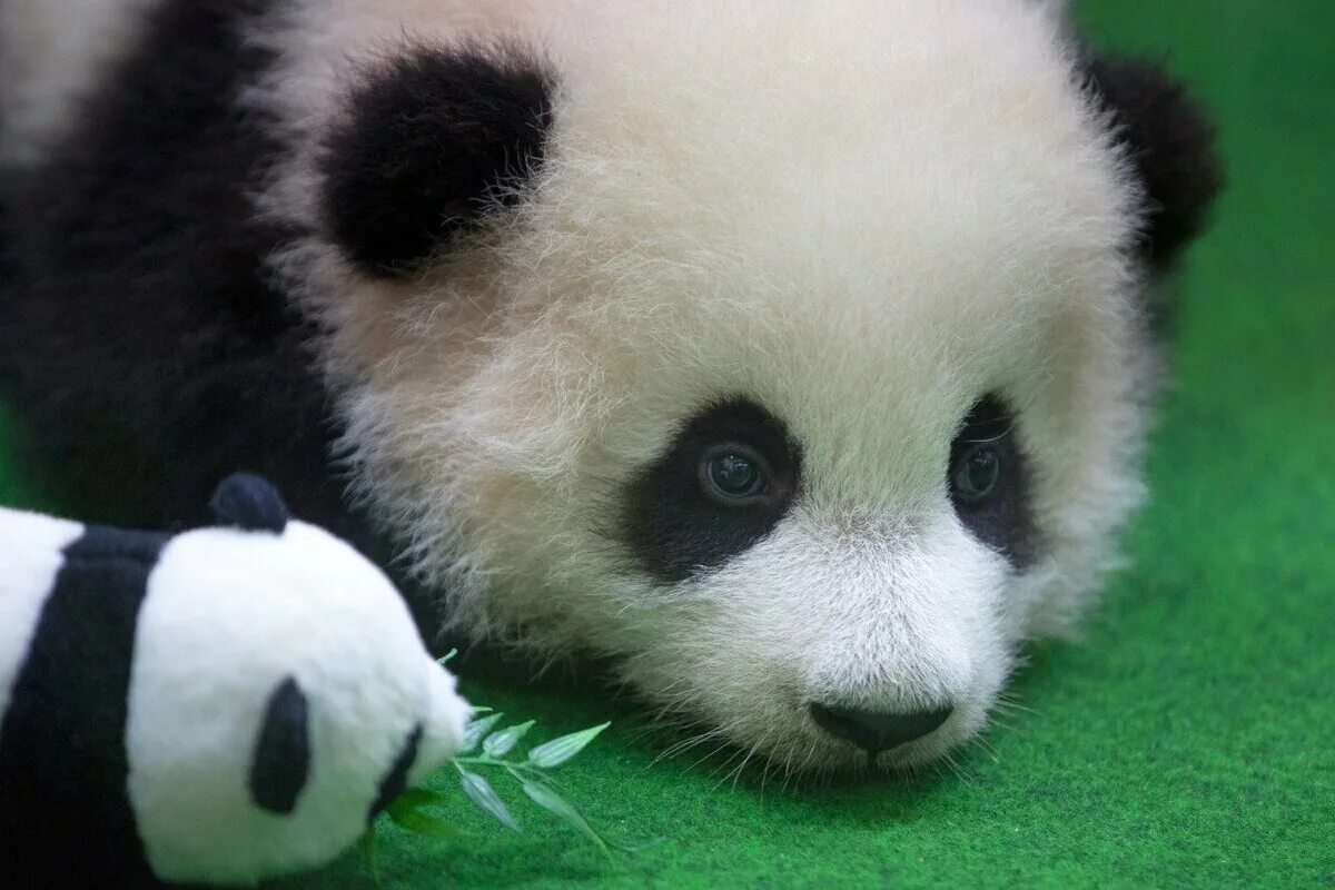 Ailuropoda melanoleuca qinlingensis. Панда с детенышем фото. Карликовая Панда. Панда стайяна. Картинка милой панды