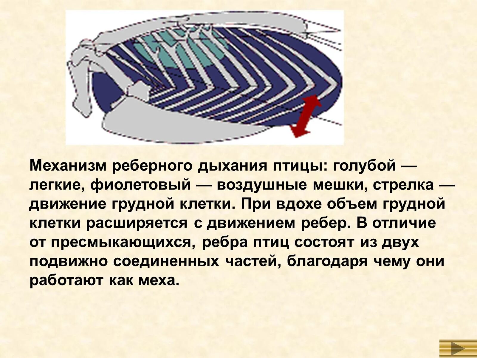 Механизм дыхательных движений у птиц. Реберное дыхание у пресмыкающихся. Механизм дыхания пресмыкающихся. Ребра птиц. Вырост грудины киль