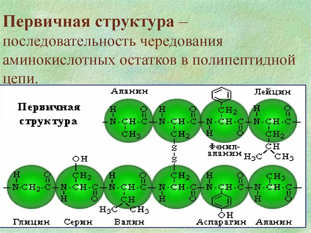 Структура белка определяется последовательностью. Первичная структура полипептидной цепи. первичная структура. первинна структура. последовательность аминокислот.