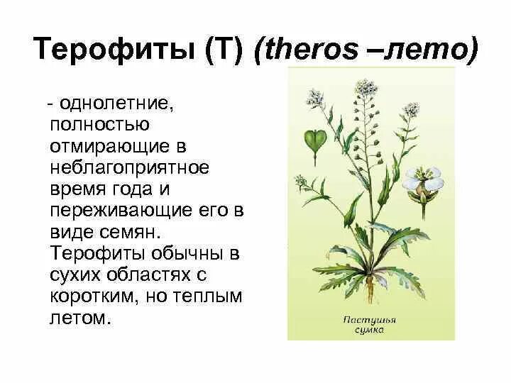 Гемикриптофиты это