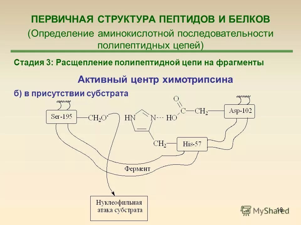 Полипептид строение. Общие принципы определения строения пептидов и белков. Расщепление пептидов и белков.