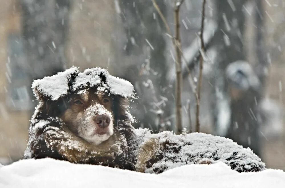 Собакам холодно зимой. Бордер колли зима. Пес зимой. Собака на морозе. Собака под снегом.