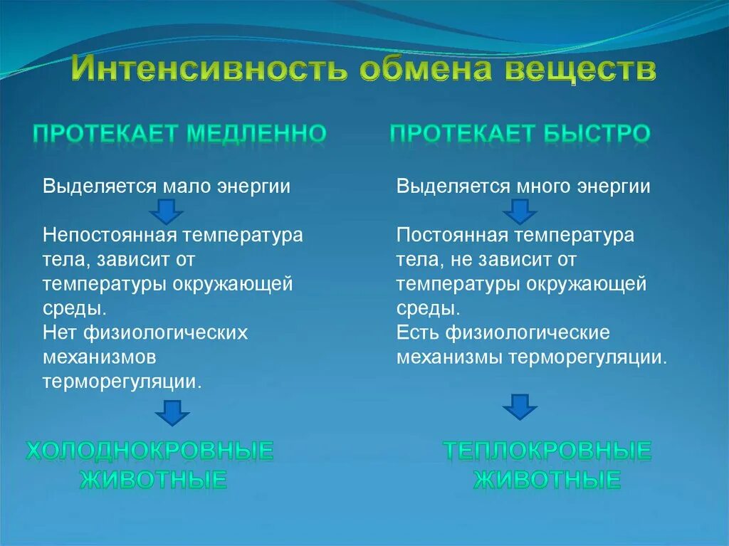 Интенсивность обмена веществ. Интенсивность обменных процессов. От температуры окружающей среды обмен веществ не зависит у. Интенсивность метаболизма животных. Медленно изменяющиеся процессы