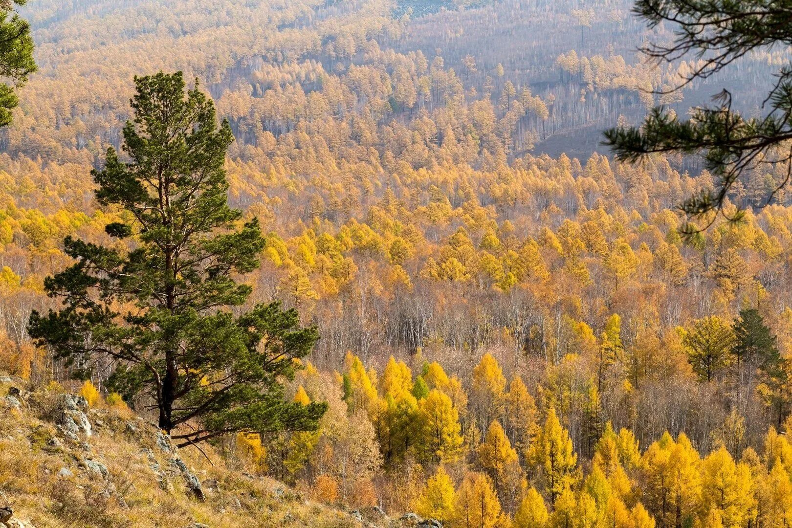 Лес в забайкальском крае. Тайга Забайкальского края осенью. Природа Забайкальского края осень. Природа Забайкальского края осенью. Леса Чита Забайкальский край.