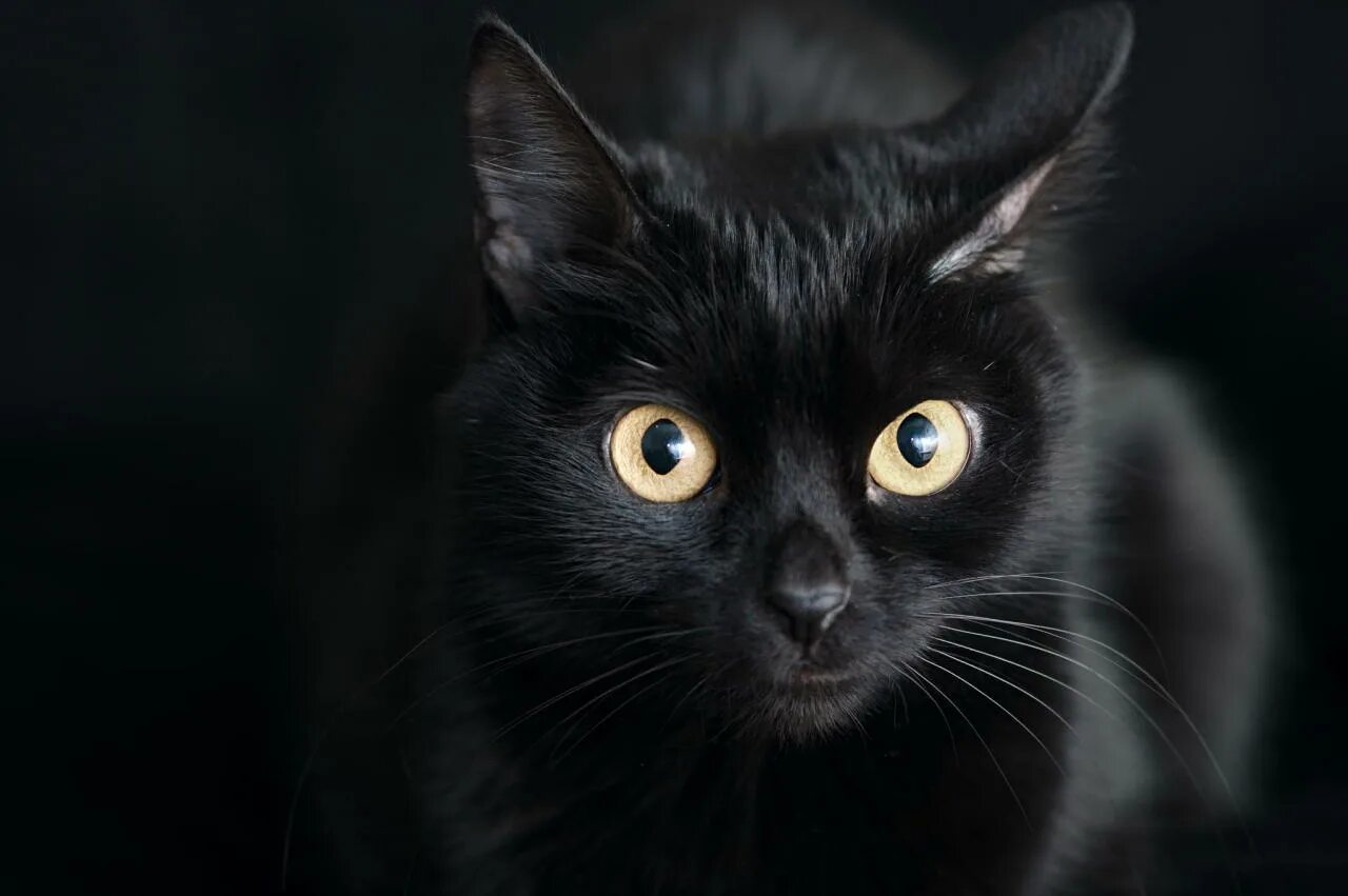Бомбейская кошка. Бомбейская кошка пушистая. Черный котенок с карими глазами. Обои на рабочий стол черные коты. Тайны черной кошки