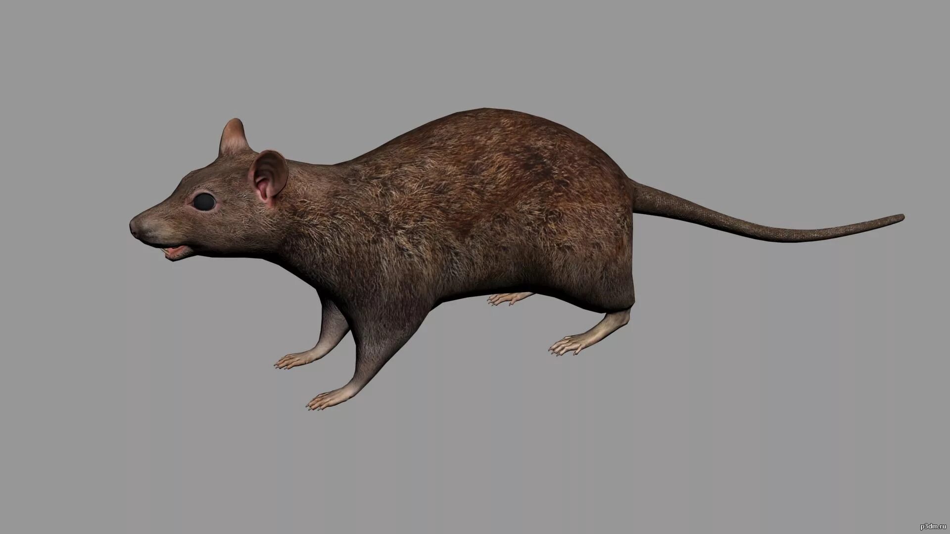 Крыса 3d model. Мышь 3d модель. Крыса 3д модель. Крыса модель. Мышь 3д модель.