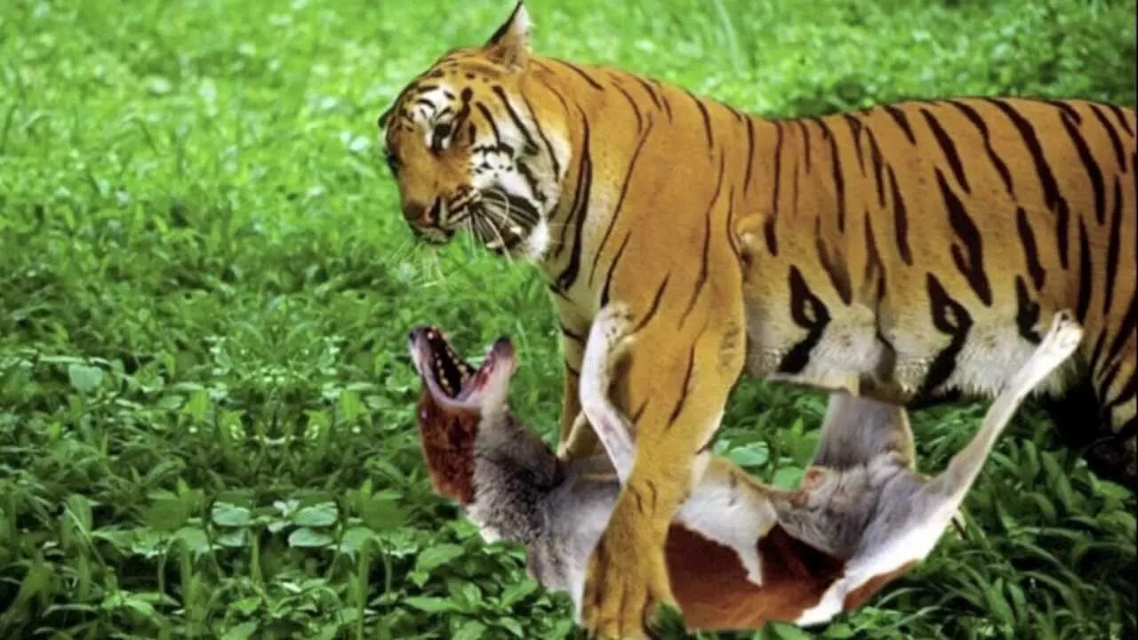 Видео тигров видео видео тигров против. Тигр против. Тигр против тигра.