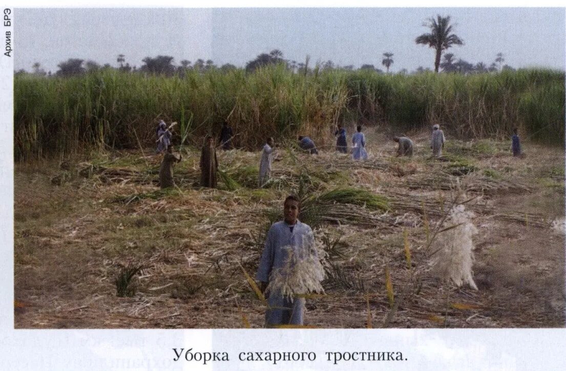 Уборка тростника. Уборка тростника 5 букв сканворд. Sugarcane plantation. Уборка тростника 5 букв сканворд. Уборка тростника 5 букв сканворд.