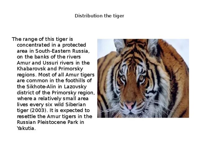 Тайгер на русском. Доклад о Тигре на английском языке 5 класс. Амурский тигр на английском языке. Тигр описание на английском. Сибирский тигр на английском.