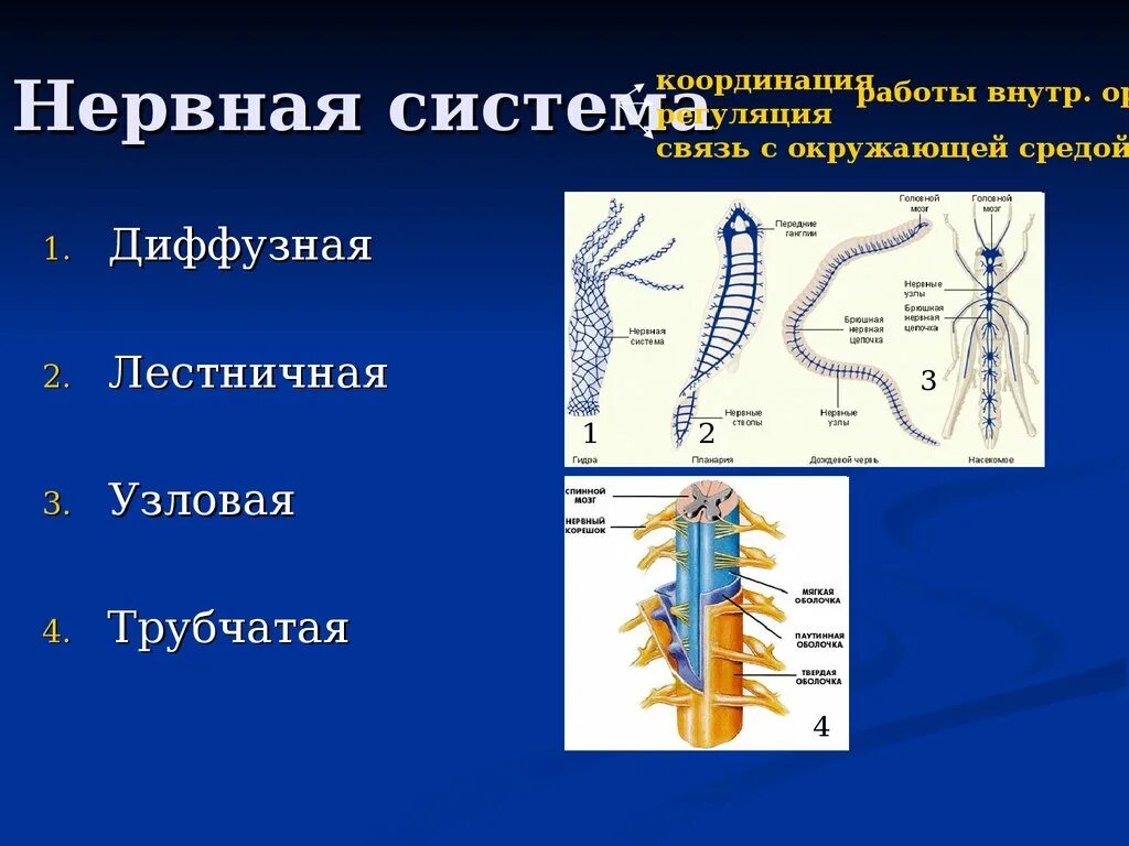 Нервная система диффузного типа. Узловая нервная система. Нервная система лестничного типа. Трубчатая нервная система. Диффузная нервная система характерна для животных типа