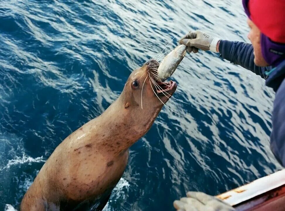 Ловля крабов в Беринговом море. Рыбы Берингова моря. Берингово море рыбалка. Тюлень на корабле. Моряк рыбак море