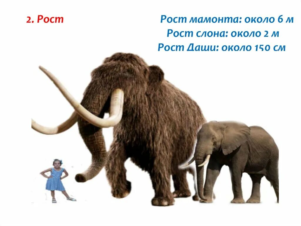 Мамонт и слон сравнение. Хоботные мамонт. Мамонт со слоном. Шерстистый мамонт (mammuthus primigenius). Серый мамонт.