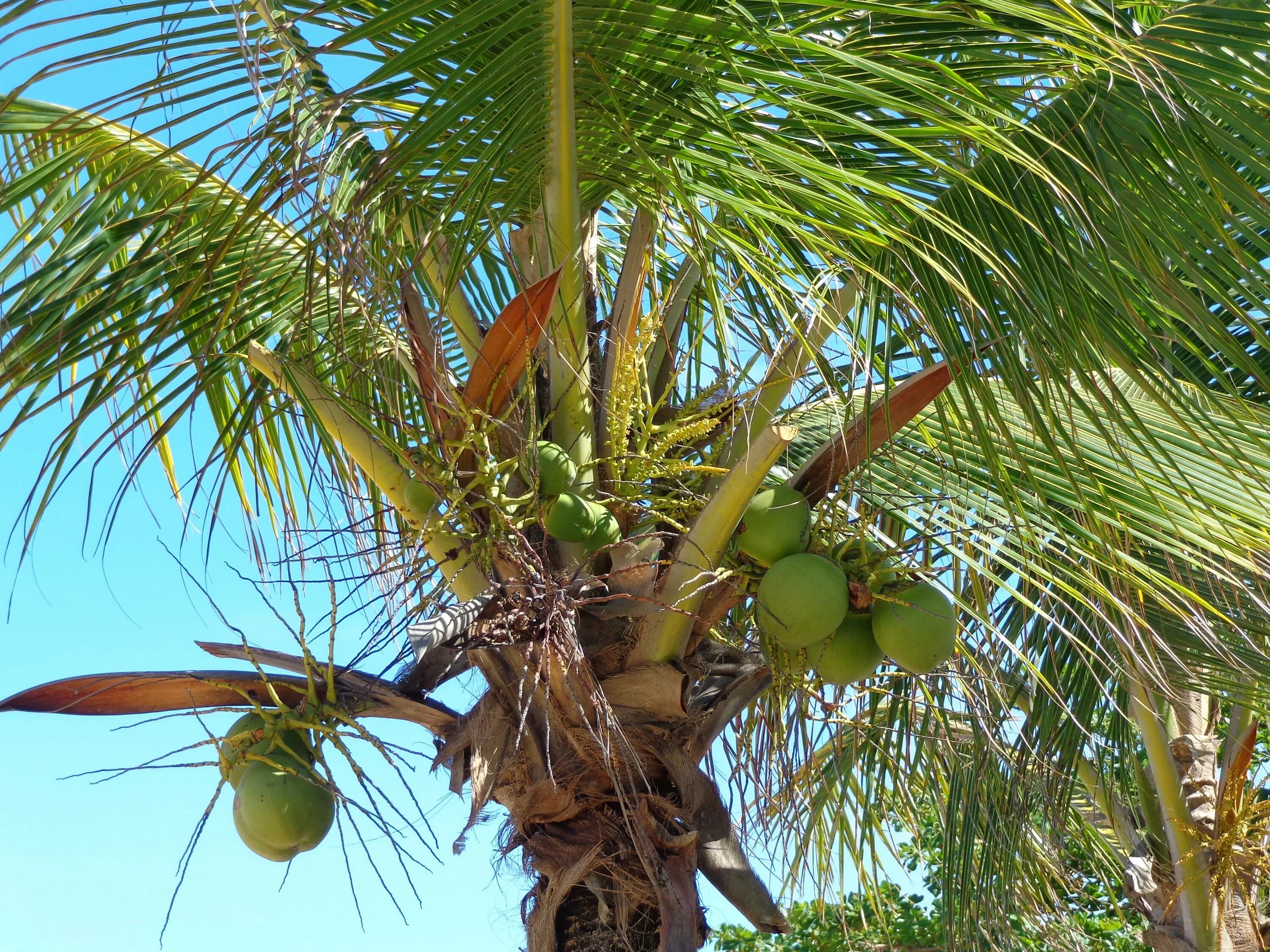 Coconut перевод на русский. Кокосовая Пальма (Cocos nucifera). Финиковая Пальма. Финиковая Пальма плоды. Кокосовые пальмы в Меланезии.