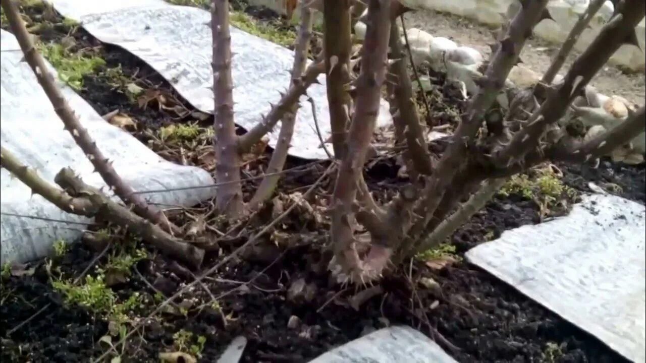 Почернели розы после зимы что делать видео. Выпревание роз весной. розы после зимы. виноград не просыпается после зимы. розы весной после зимовки.