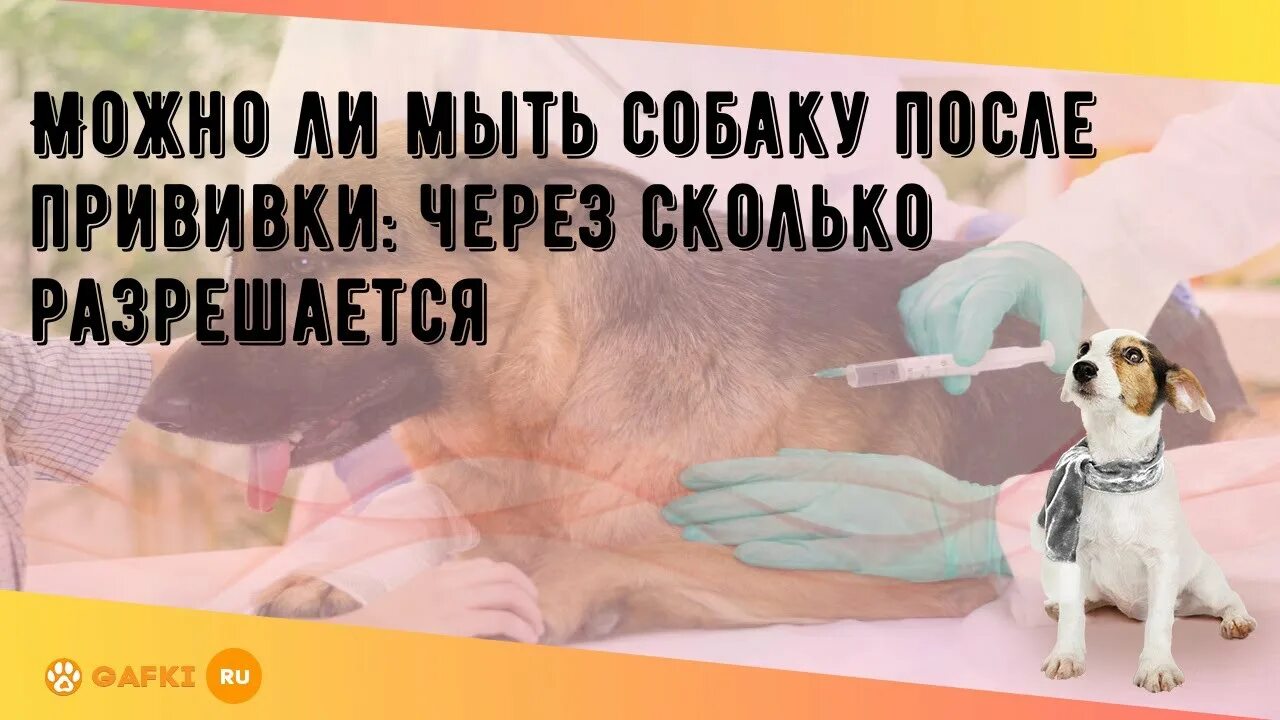 Мыть собак после прививки. Мыть собак после прививки